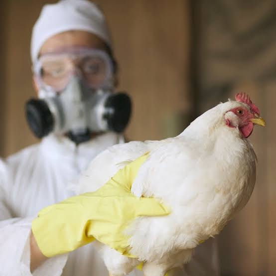Brasil confirma primeiro caso de gripe aviária em aves comerciais e decreta estado de emergência zoossanitária
